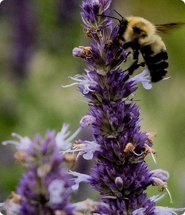 Bourdon sur une fleur mauve