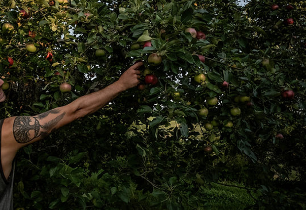 Personne récoltant des pommes d'un pommier